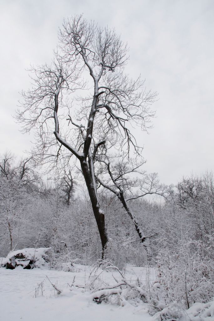 The forest on the hills of Budapest