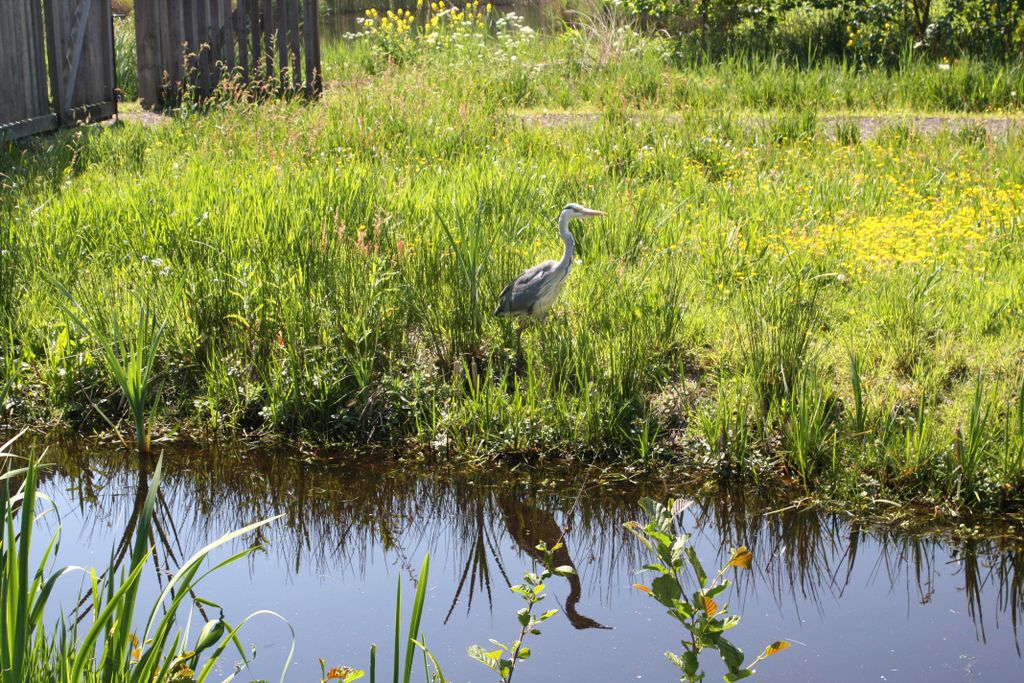 ìElsenhoveî, a small polder close to Amstelveen