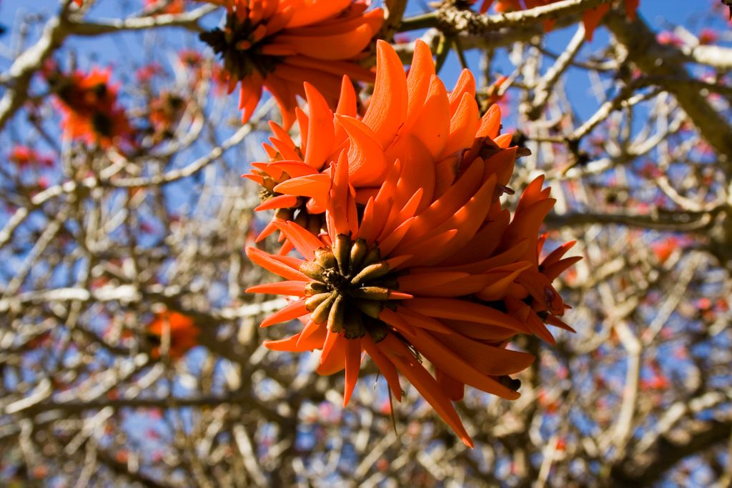 The botanic garden, Brisbane, Australia