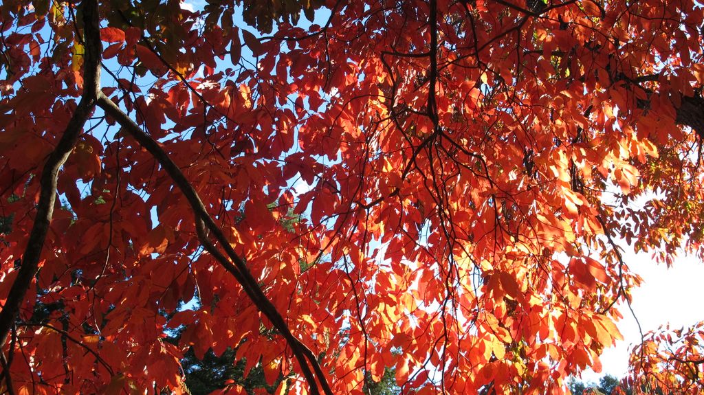 Arnold Arboretum by Roslindale, by Boston