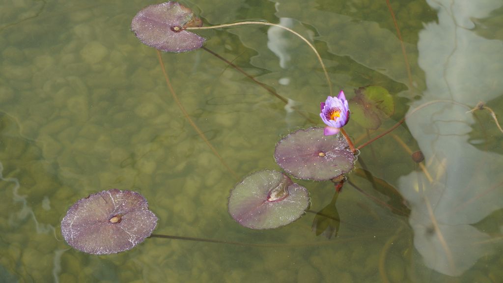 Small pond outside the Sheraton hotel in Shenzhen, China