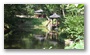 Secret Garden, Changdeokgung Palace, Seoul, South Korea