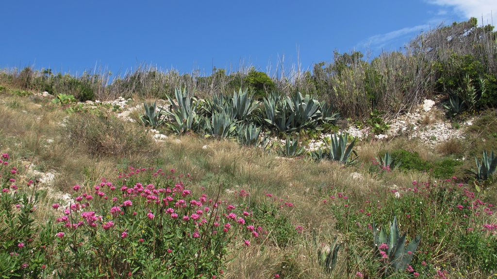 Frioul Island, Marseille