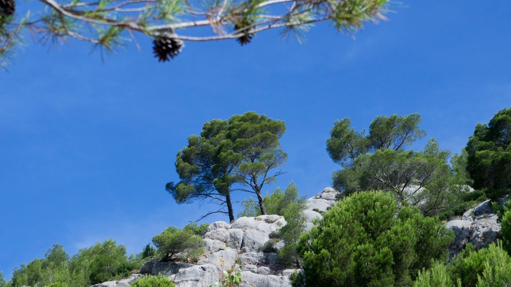 In the forest around the St. Victoire, Aix-en-Provence