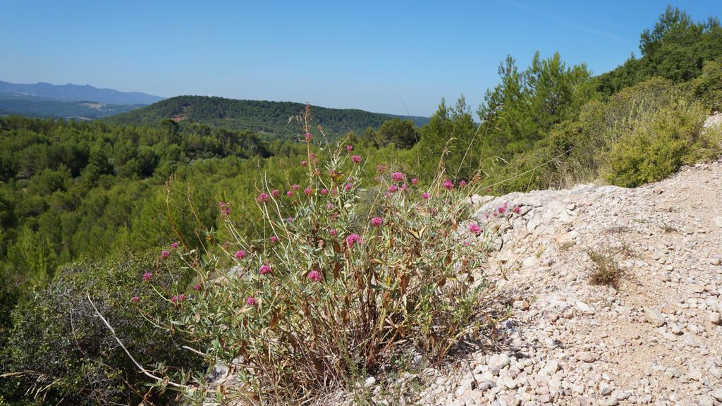 In the forest around the St. Victoire, Aix-en-Provence