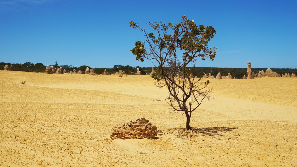 The Pinnacles, Nambung National Park, north of Perth