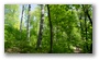 One of the main jewels of Budapest: the forests on the surrounding hills. One may not realize that one is at about 30-40 minutes by public transport from the city center...