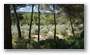 Late summer on the slopes of the Sainte Victoire, Aix-en-Provence