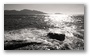 nex04404bw.jpg