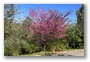 Spring colours in Aix-en-Provence