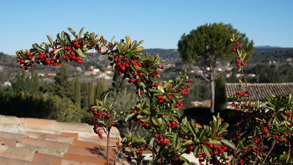 Winter light and nature, Aix-en-Provence