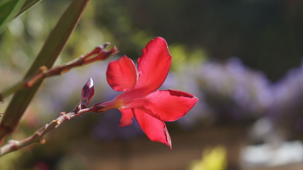 Flowers on the terrace