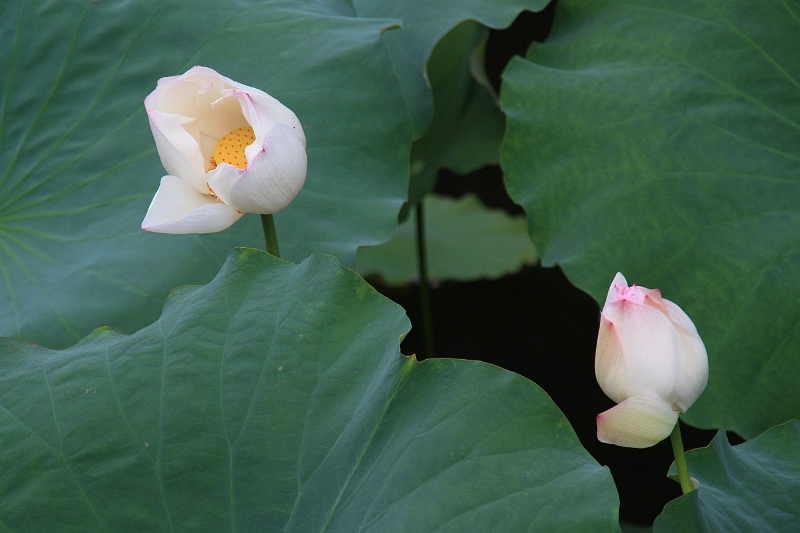 cimg_2022.jpg - Around the West Lake, Hangzhou, China