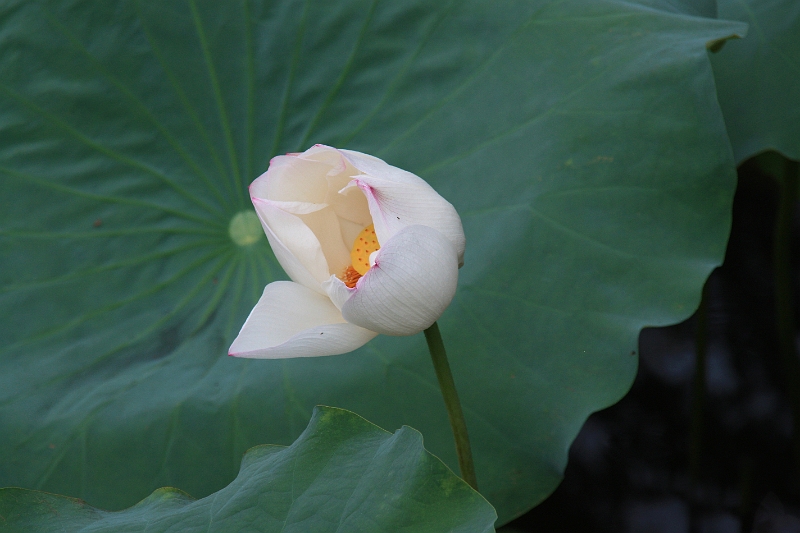 cimg_2024.jpg - Around the West Lake, Hangzhou, China