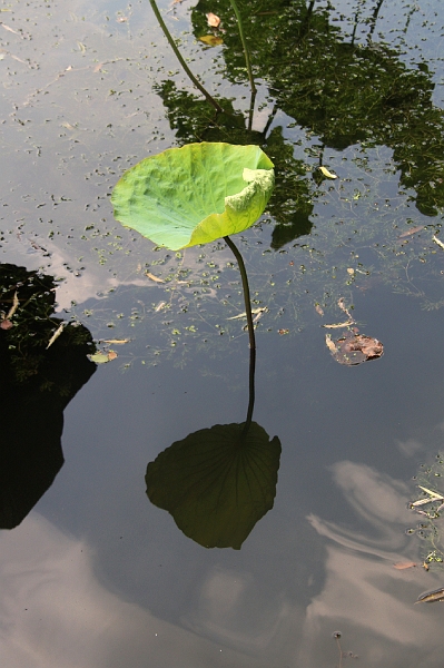 cimg_2026.jpg - Around the West Lake, Hangzhou, China