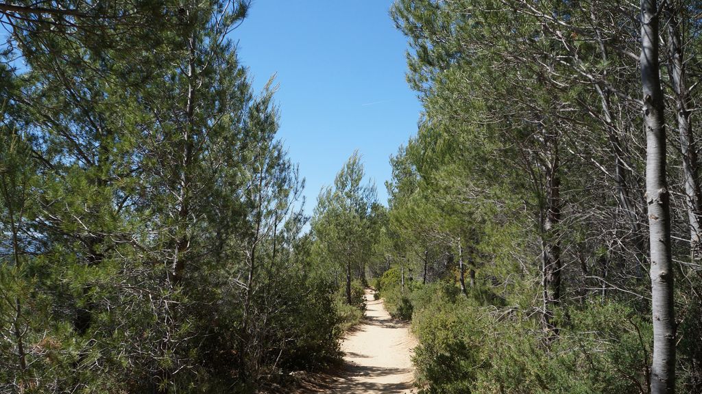 In the forest on the side of the St Victoire, Aix-en-Provence