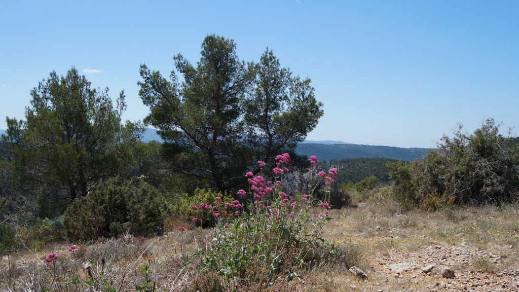 In the forest on the side of the St Victoire, Aix-en-Provence