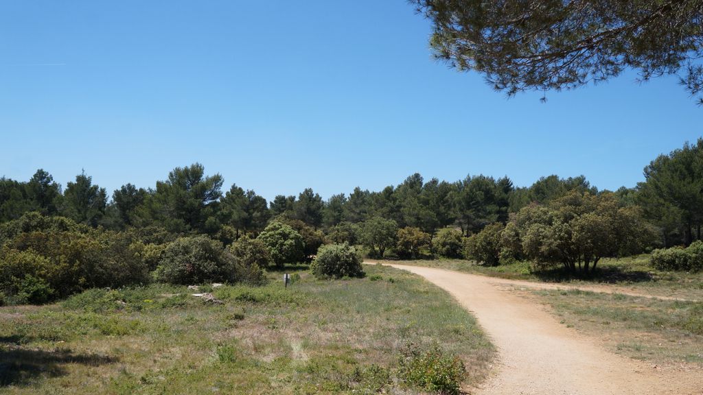 In the forest on the side of the St Victoire (Plateau de Bibémus), Aix-en-Provence