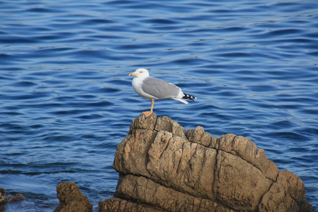 Cannes, Ile Saint-Honorat