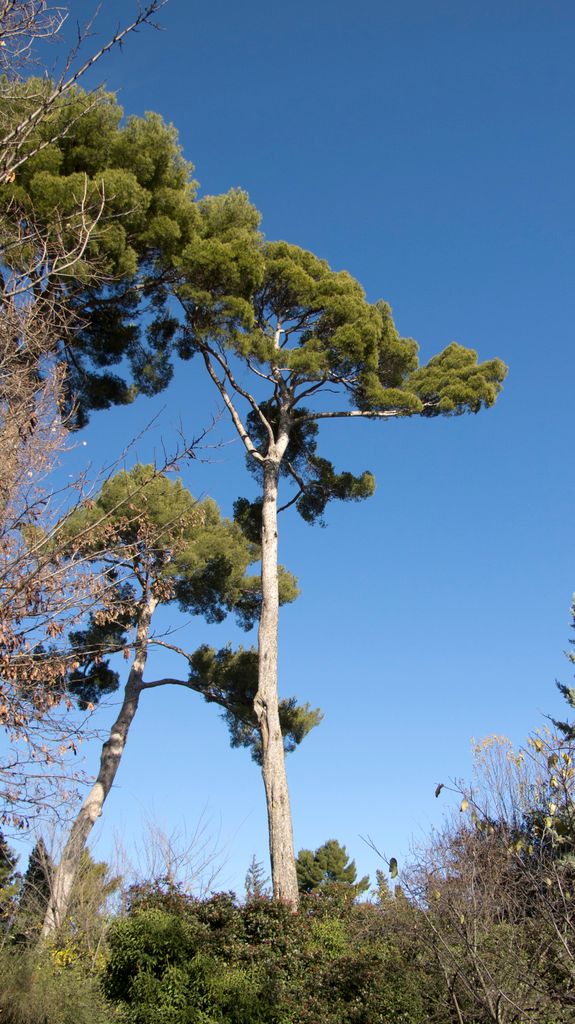 The vegetation of Aix-en-Provence in a spring-like-winter