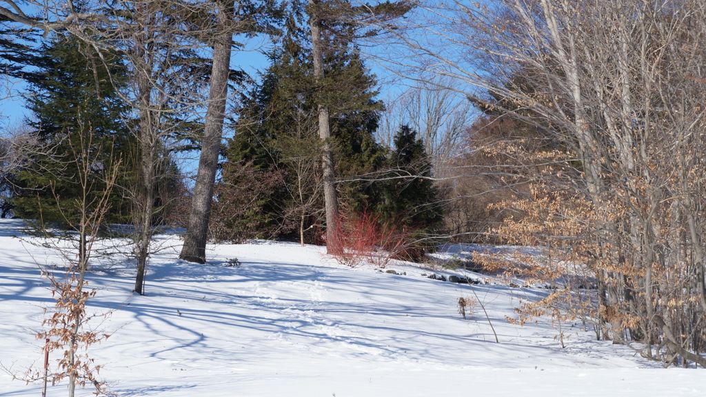 Arnold Arboretum, Boston, on a beautiful winter day