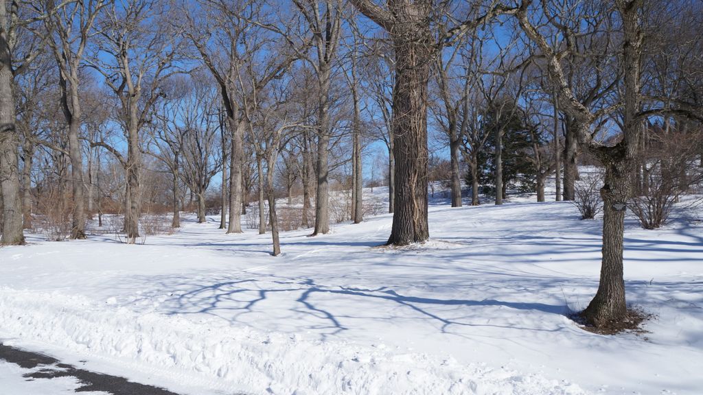 Arnold Arboretum, Boston, on a beautiful winter day