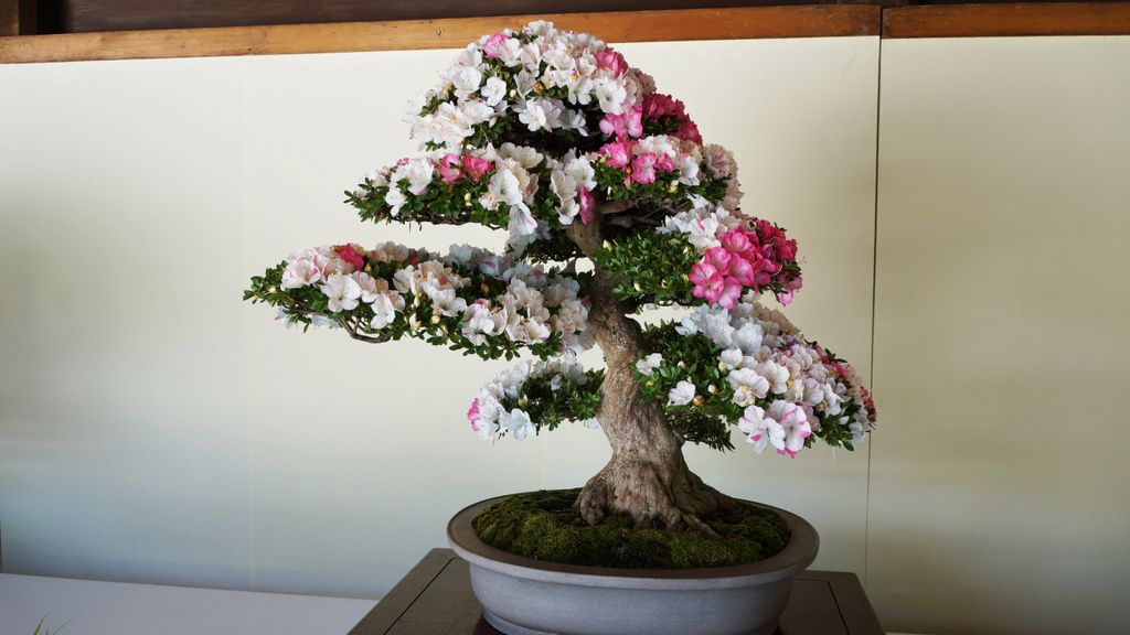 Bonzai exhibition at the Meiji Shrine, Tokyo, Japan