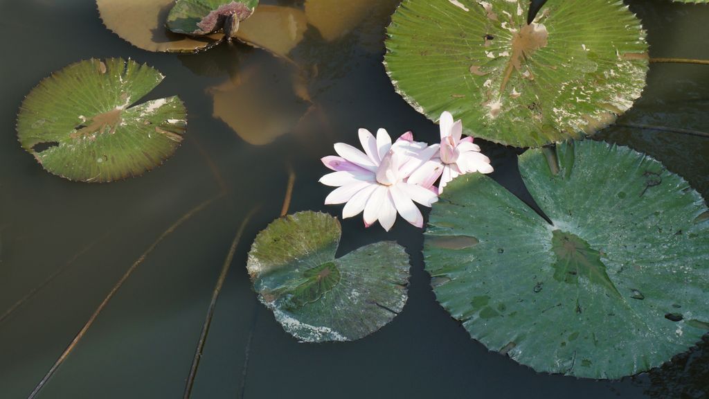 Fairly Lake Botanical Garden, Shenzhen, China