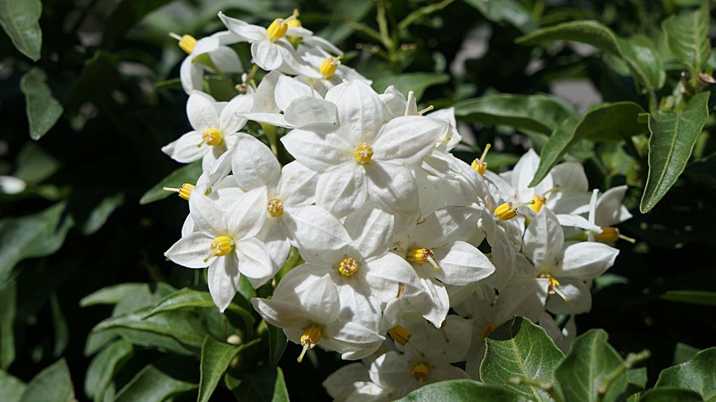 Flowers in Aix-en-Provence