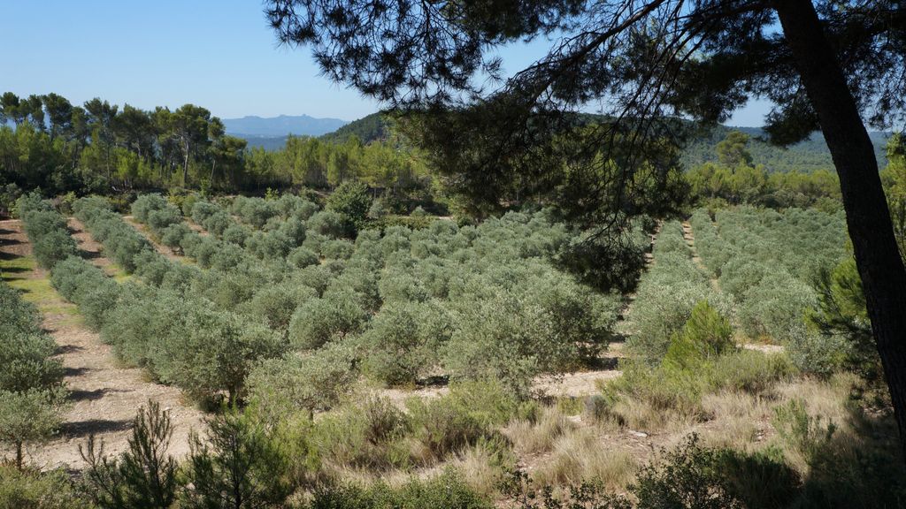 In the forest around the St. Victoire, Aix-en-Provence