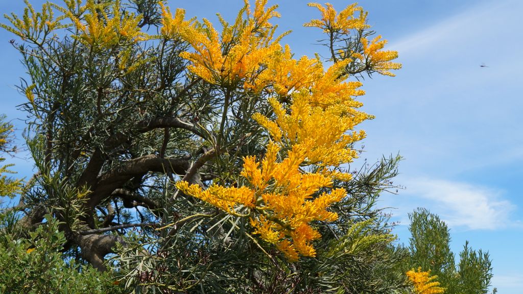 Nambung National Park, north of Perth