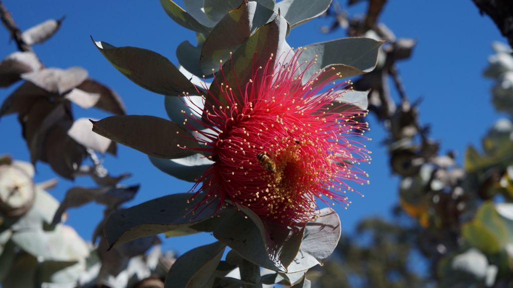 Kings Park, Perth