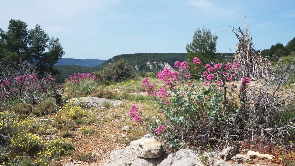 The forest of the St. Victoire, with spring colours