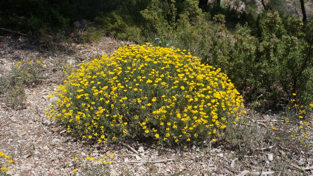 The forest of the St. Victoire, with spring colours