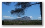 Forest on the St. Victoire by Le Tholonet, nearby Aix-en-Provence