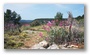 The forest of the St. Victoire, with spring colours