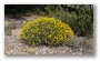 The forest of the St. Victoire, with spring colours