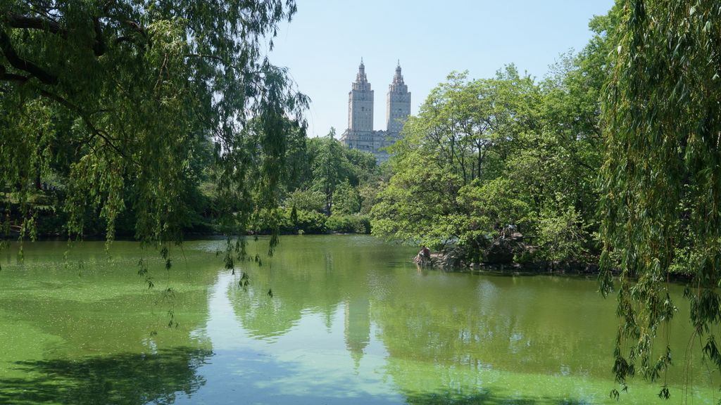 In Central Park, New York