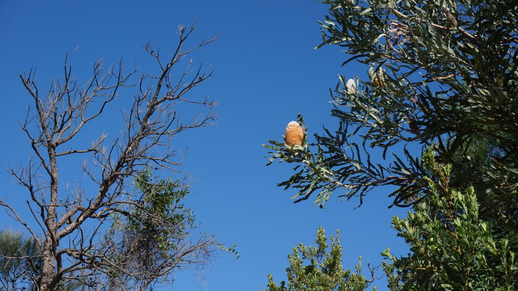 King's Park, Perth