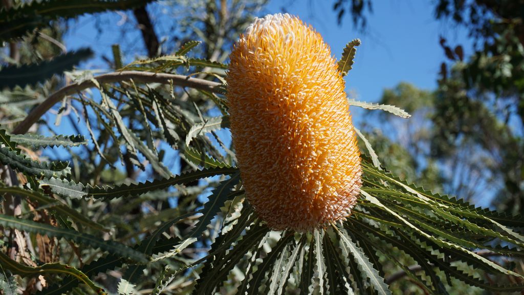 King's Park, Perth