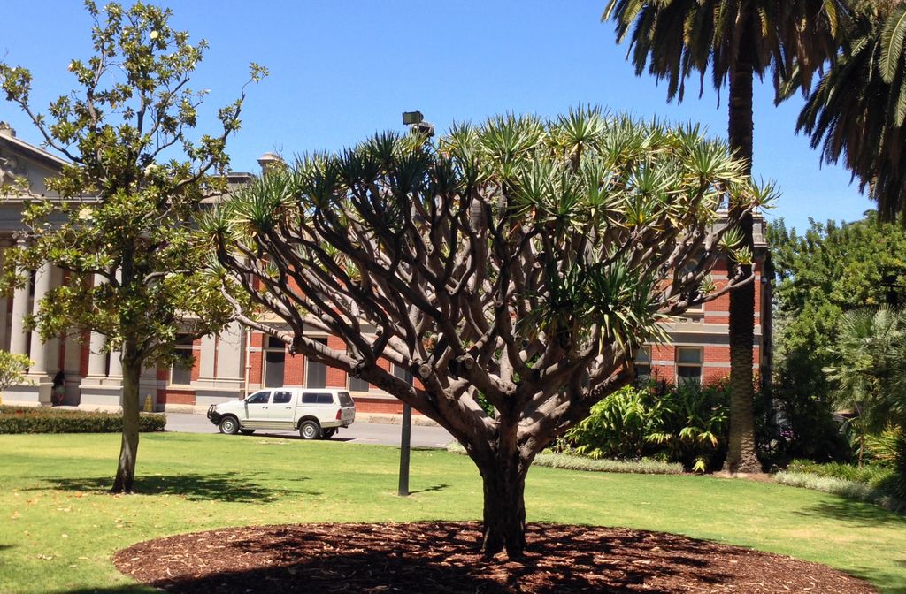 Supreme Court Gardens, Business Centre of Perth