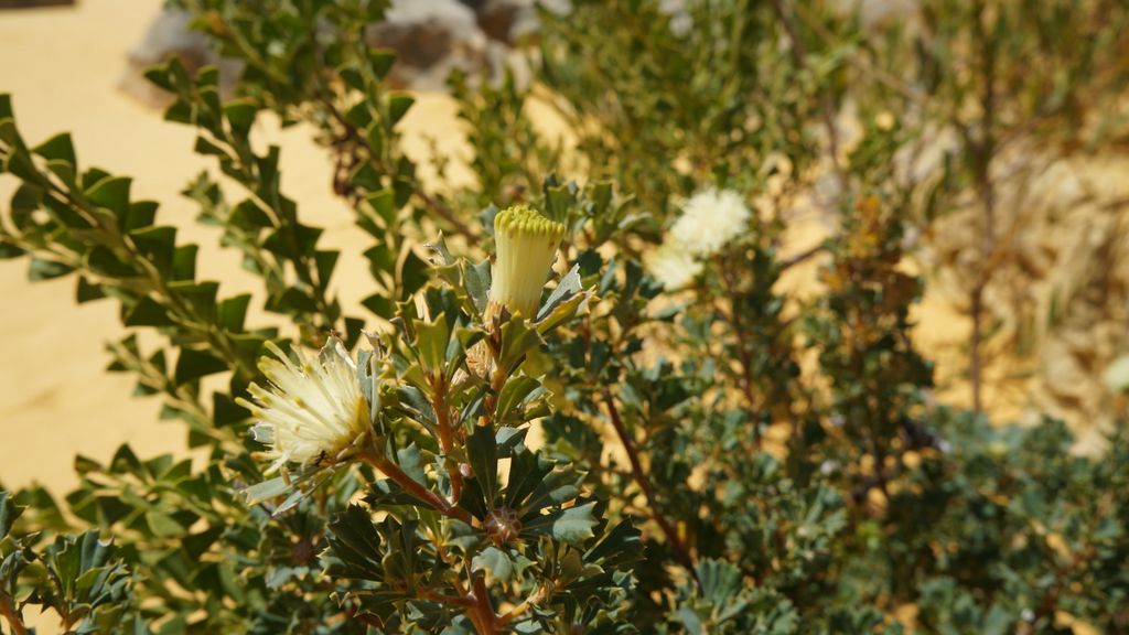 The Pinnacles, Nambung National Park, north of Perth