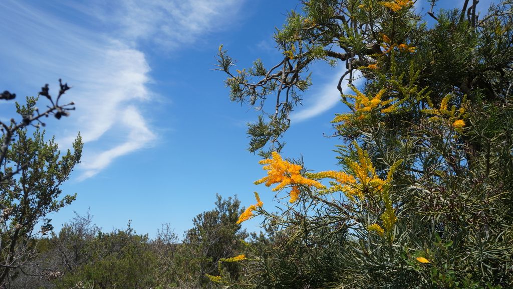 Nambung National Park, north of Perth