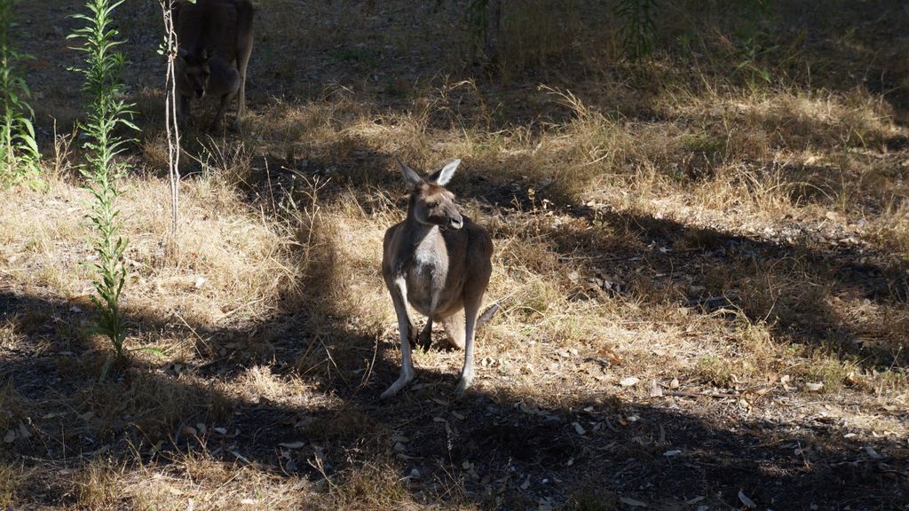 Yanchep National Park, north of Perth