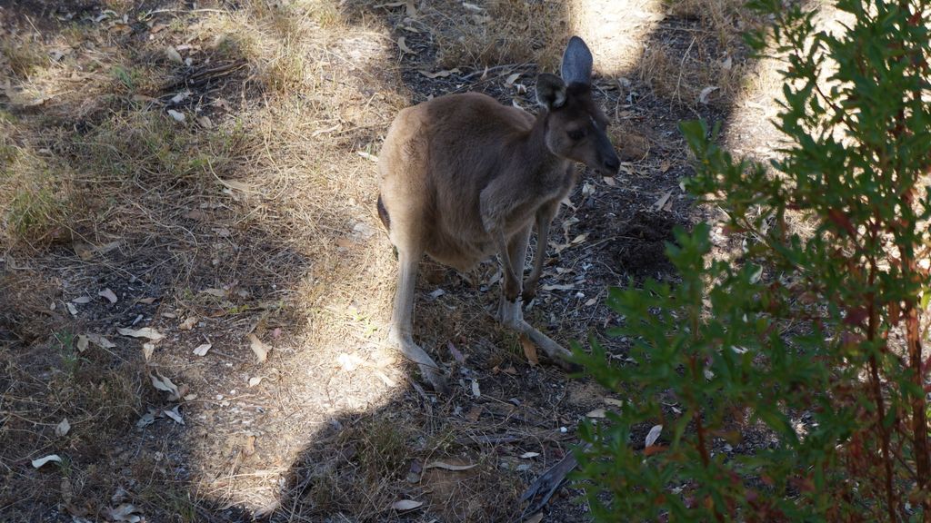 Yanchep National Park, north of Perth
