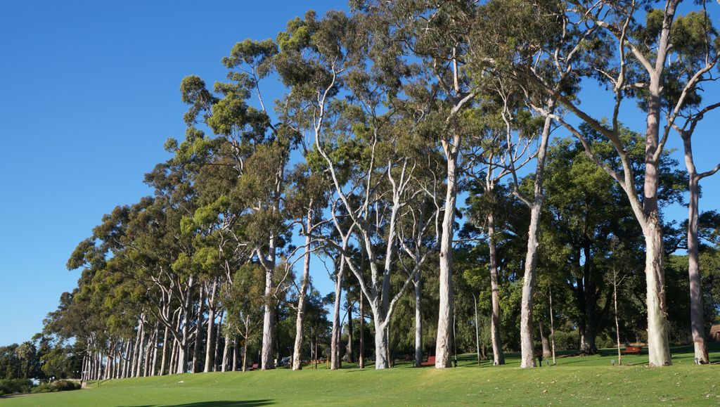 Kings Park, Perth