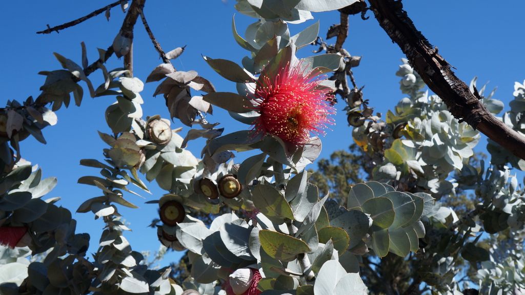 Kings Park, Perth