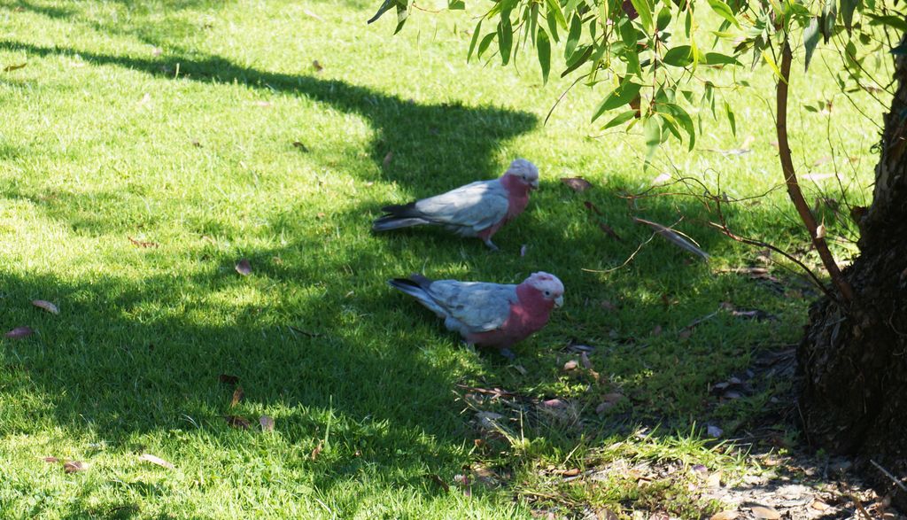 Kings Park, Perth