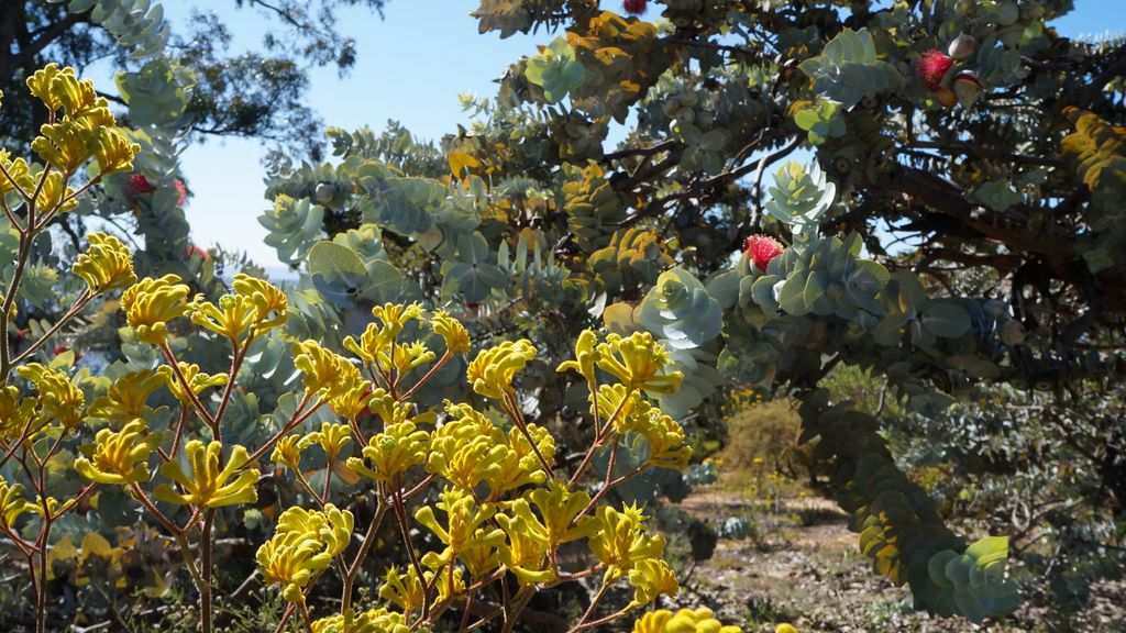 Kings Park, Perth