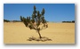 The Pinnacles, Nambung National Park, north of Perth